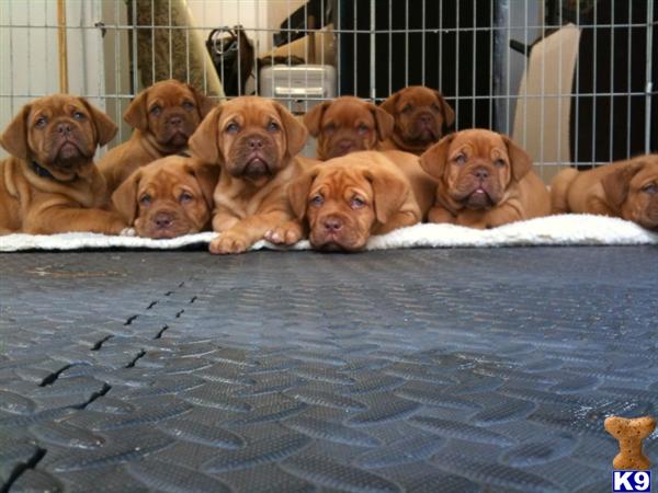 Dogue De Bordeaux Puppies